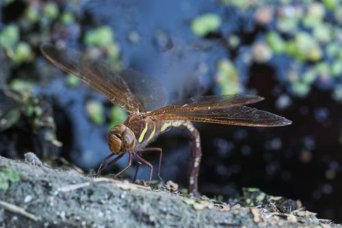 Réf. 236 166 : Aeshna grandis